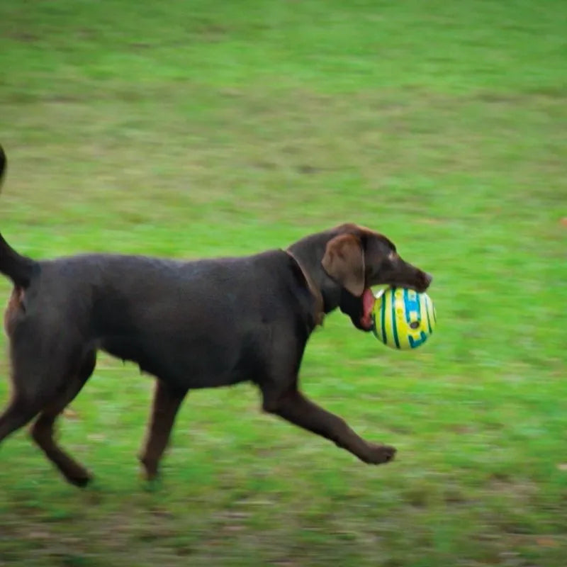 Wobble Glow Chew Ball