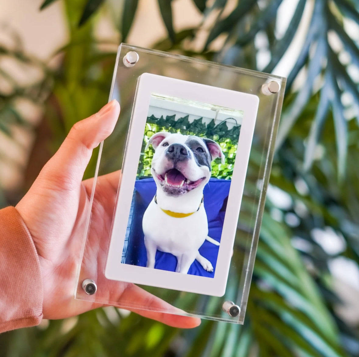 Acrylic Digital Pet Photo Frame