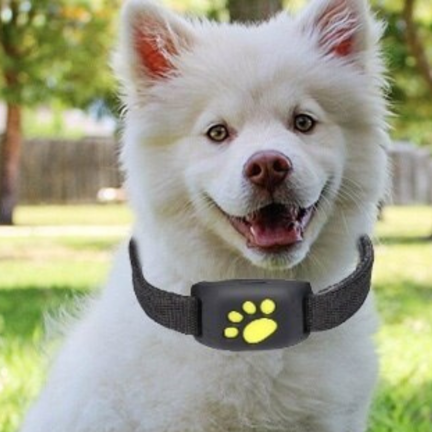 Pet GPS Tracker Collar